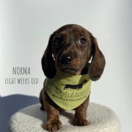 Norma - Brindle female Dachshund puppy in Royse City, Texas from Truehearted Miniature Dachshunds