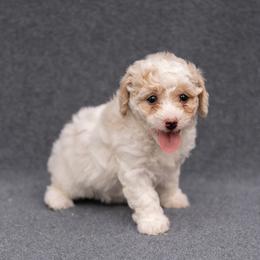 Maple - Parti female Goldendoodle puppy in `Richmond, Virginia from OikiaDoodle