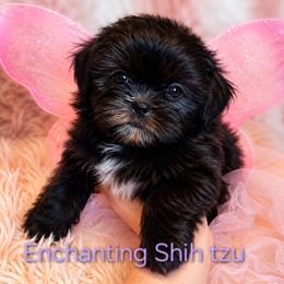 Akc Java - Black female Shih Tzu puppy in Dexter, Kentucky from Enchanting Shih tzu