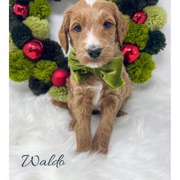 Waldo - Apricot male Goldendoodle puppy in State Road, North Carolina from Must Love Doodles