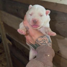 Girl 3 - White female Siberian Husky puppy in Iron River, Wisconsin from Wiemeri Siberians