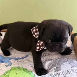 Franklin - Black male Pug puppy in Hesperia, Michigan from Manistee Farms