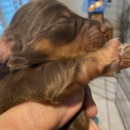 Mocha - Chocolate and tan female Dachshund puppy in Lake Mary, Florida from Lakeside Doxies