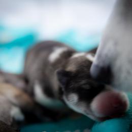 Siberian Husky Puppies from Ivie Huskies