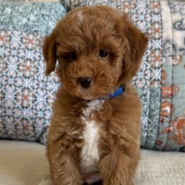 Blue Collar - Red  male Poodle puppy in Beckley, West Virginia from Autumn Poodles/Doodles