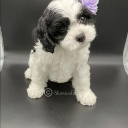 Cavapoo puppies from Sharices Cavapoos