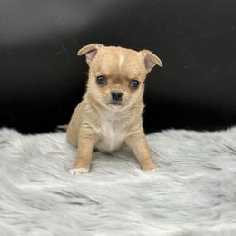 Arrow - Fawn male Chihuahua puppy in Lee Center, New York from Alfheim-Andromeda Chihuahua's (A &A's)