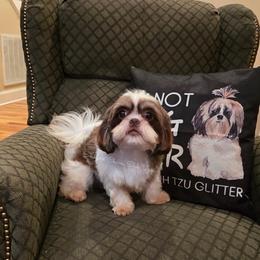 Rasta - Shih Tzu