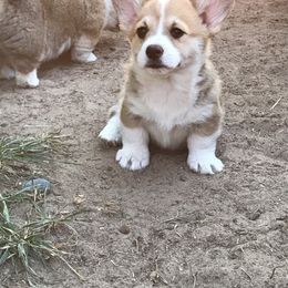 Pembroke Welsh Corgi Puppies from Country Rubys