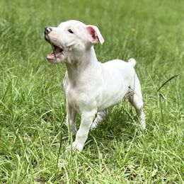 Matt - White male American Staffordshire Terrier puppy in Lizella, Georgia from Àine Amstaffs