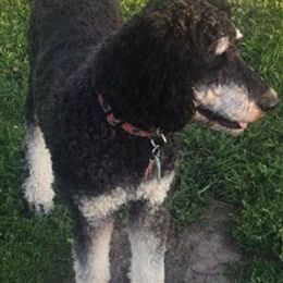 Australian Shepherds and Poodles from Brittany's Poodles and Australian Shepherds