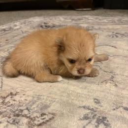 Faith - Cream female Pomeranian puppy in Texas from Tiny Tornado Poms