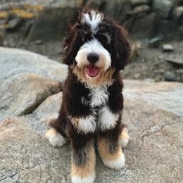 Ravioli - Bernedoodle