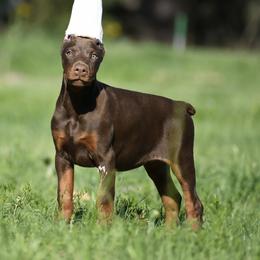 Asia - Red and rust female Doberman Pinscher puppy in Overton, Texas from Obsidian Kennel