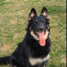 Valentina - German Shepherd