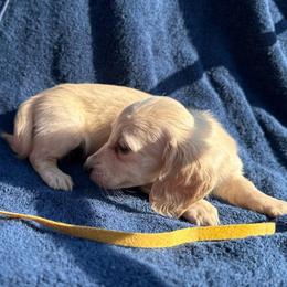 Girl 2 - Cream female Dachshund puppy in Stilwell, Oklahoma from Double Down Doxies