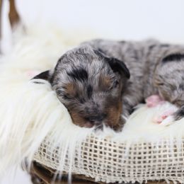 Boy 2 - Blue merle male Aussiedoodle puppy in Omro, Wisconsin from Crystal Ridge Doodles