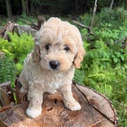 Snow - Cream male Goldendoodle puppy in Cherry Tree, Pennsylvania from Plum Creek Acres Next Generation