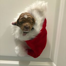 Potato - Red  male Goldendoodle puppy in Mesa, Arizona from AZ River Doodles