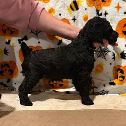 Girl 2 - Black female Poodle puppy in Walpole, Massachusetts from Harborstone Poodles and Terriers