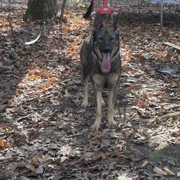 Spartan - German Shepherd
