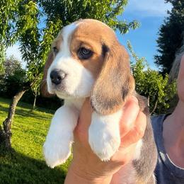 Girl 4 'Dolly' - Black white and tan female Beagle puppy in Harrison, Arkansas from Leslie Beagles of Leslie Farm