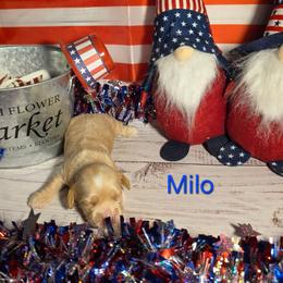 Milo - Cream male Cockapoo puppy in Holden, Missouri from Rouffman Doodles