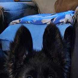 German Shepherd Puppies from Signatures GSD’s