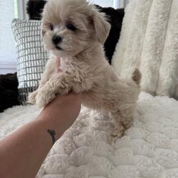 Brown collar - Apricot male Maltipoo puppy in Fredericktown, Missouri from Doodle Pups Fur-Ever