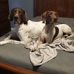 German Shorthaired Pointers from Riverside Kennels
