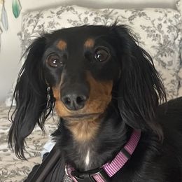 Briar - Dachshund