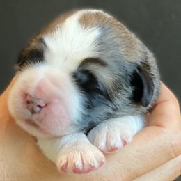 Boy 1 - Pyrenean Mastiff puppy in California from Pyrenean Mastiff USA
