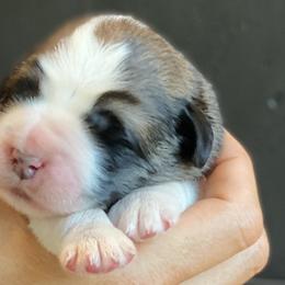 Boy 1 - Pyrenean Mastiff puppy in California from Pyrenean Mastiff USA