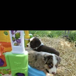 Australian Shepherd Puppies from DoubleL Aussies