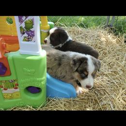 Australian Shepherd Puppies from DoubleL Aussies