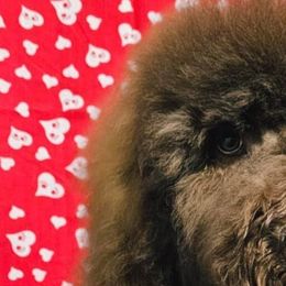 Goldendoodles from Dana Walters