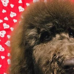 Goldendoodles from Dana Walters