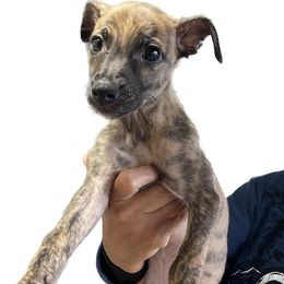Poodles and Whippets from Sincity Dogs Hobby Kennel