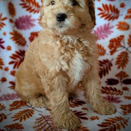 Boysenberry - Cream female Goldendoodle puppy in Coarsegold, California from Hobbit Hollow Acres