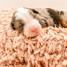 Cranberry - Blue merle female Bernedoodle puppy in Hudson, Indiana from TurkeyCreek-K9