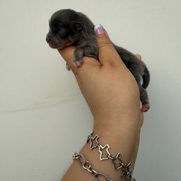 Girl 1 - Blue and tan female Pomeranian puppy in Eagle Pass, Texas from Texas Tumbleweed Poms