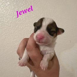 Jewel - Red female Pembroke Welsh Corgi puppy in Montague, California from Shasta Valley Pembrokes