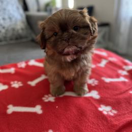 Shih Tzu Puppies from Butterfly Shih Tzu Pups