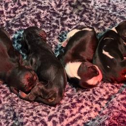 Black and Tan 2 - Black and tan male Cavalier King Charles Spaniel puppy in Kalama, Washington from Beautiful Cavaliers