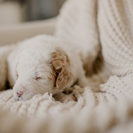 Quiche - Fawn and white female Sheepadoodle puppy in Patterson, California from Dooling Doodles