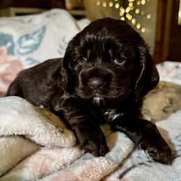 S'More - Brown and white female Cocker Spaniel puppy in Memphis, Tennessee from Cordova Cockers