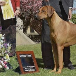 Rhodesian Ridgebacks from Graceridge