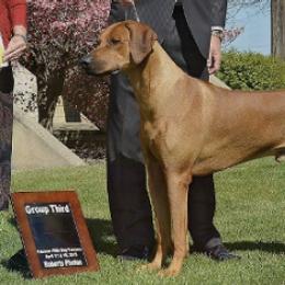 Rhodesian Ridgebacks from Graceridge