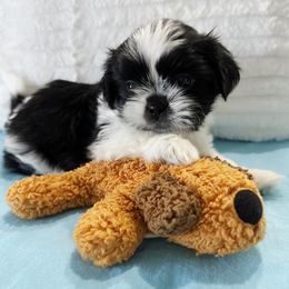 Shih Tzu and Yorkshire Terrier Puppies from Tiny Puppies World