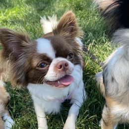 Daisy - Chihuahua